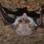 Bats