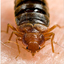 Bed Bugs