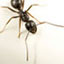 Carpenter Ants
