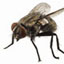 Cluster Flies