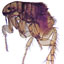 Fleas