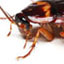 German Roaches