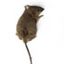 Mice