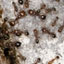 Pavement Ants