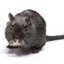 Norway Rats