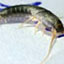 Silverfish