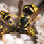 Yellow Jackets