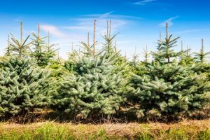 beware of christmas tree pests beware of christmas tree pests