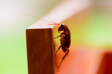Bug exterminators in WNY