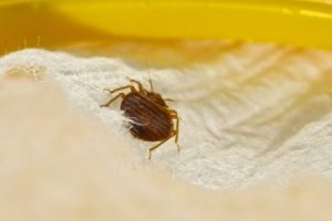 Du bliver bedre Rotere Stille Buffalo Moves Up on List of Most Infested Bed Bug Cities