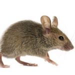 image of a rodent, house mouse
