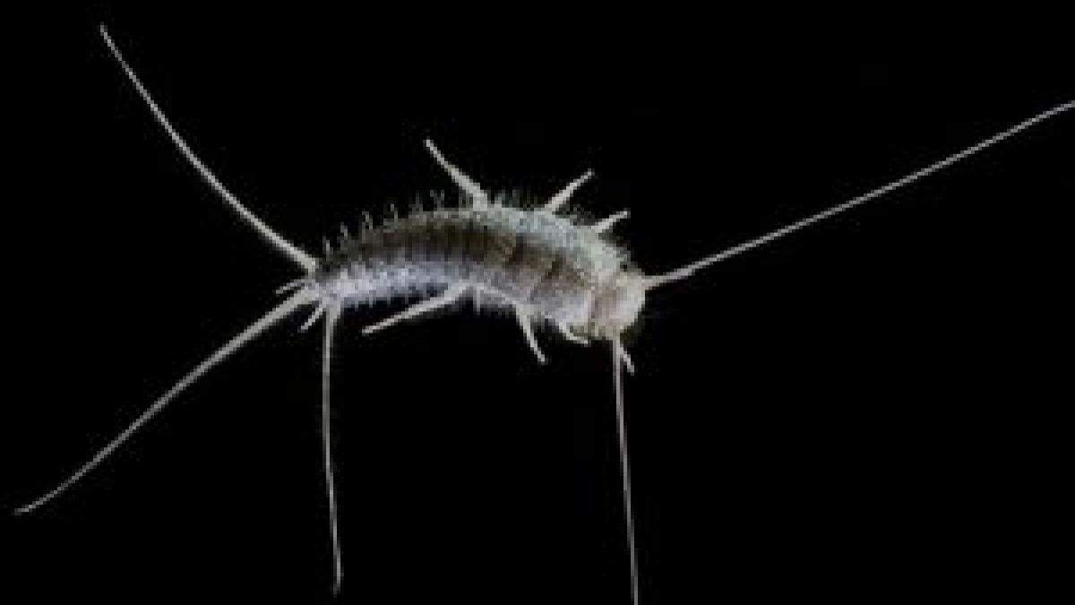 https://www.amherstexterminators.com/wp-content/uploads/2019/02/46_silverfish-300x200-1200x675.jpg