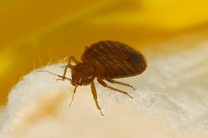 image of bed bug