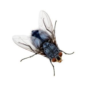 Cluster Fly Control & Insect Extermination in WNY