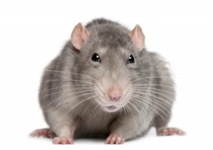 Mice Exterminators in WNY