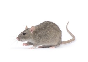 JS Pest Control - Mice and Rat Removal - Las Vegas NV