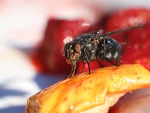 How to Really Get Rid of Pesky Fruit Flies