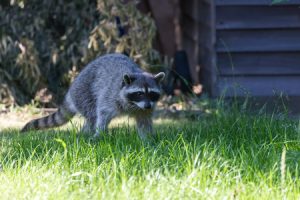 Keeping Pests Out of Your Home This Winter