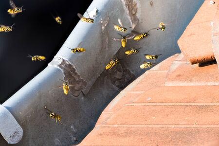 Wasp Extermination in WNY