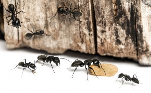 Common Ant Species In Your Home 