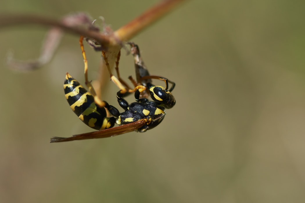 Yellow Jacket Bees