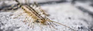 What to Do if You Have Centipedes in the Home