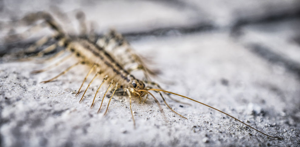 What to Do if You Have Centipedes in the Home