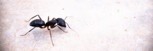 Black Carpenter Ant