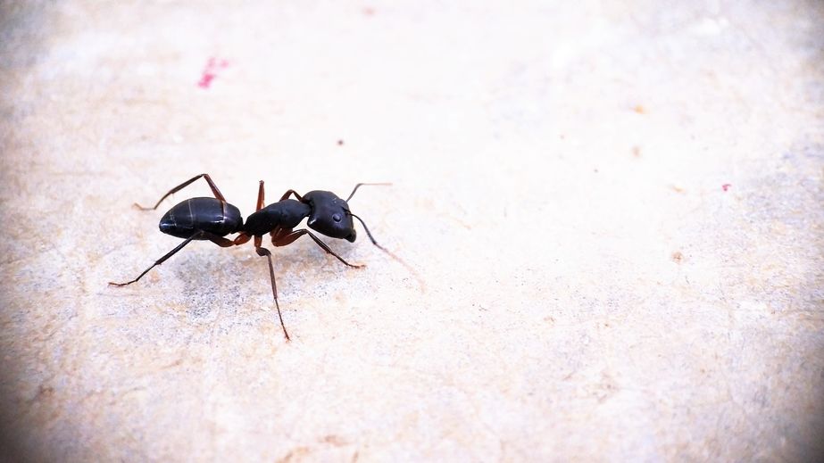 Black Carpenter Ant