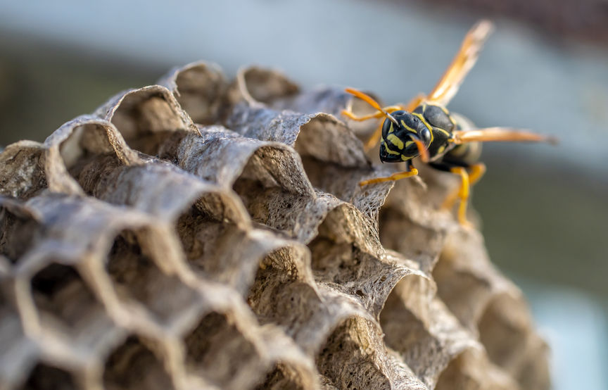 3 Truths About Carpenter Bees That May Surprise You