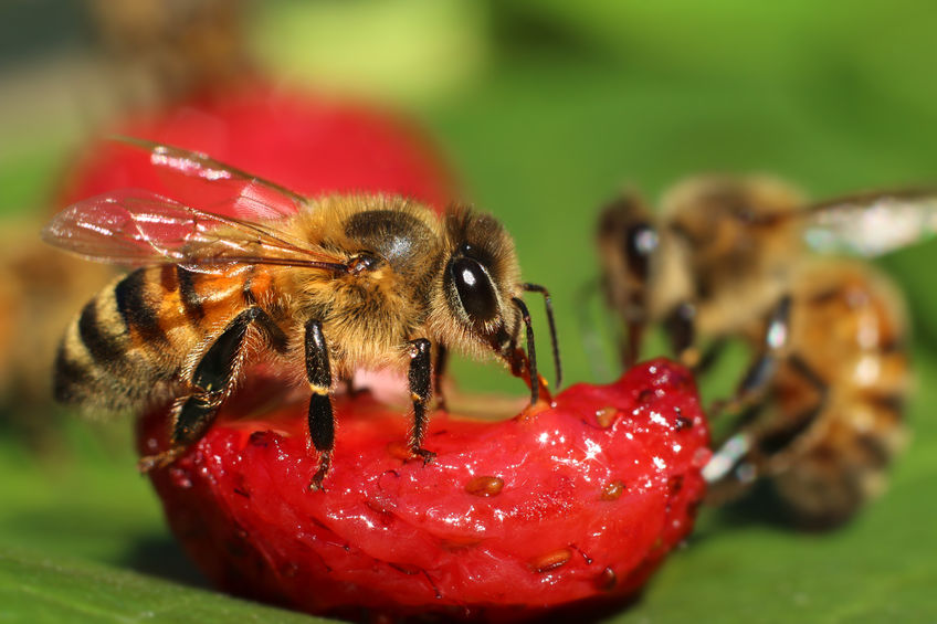 Bee eating a strawberry