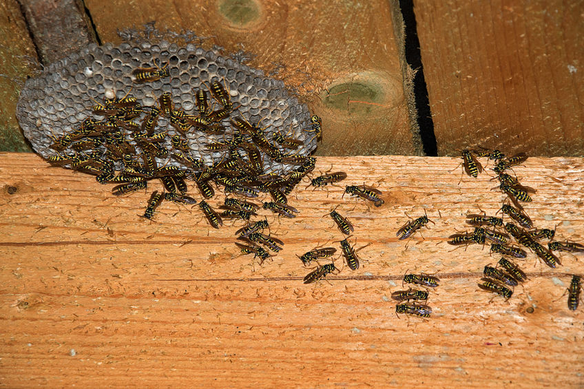 Hornets in attic