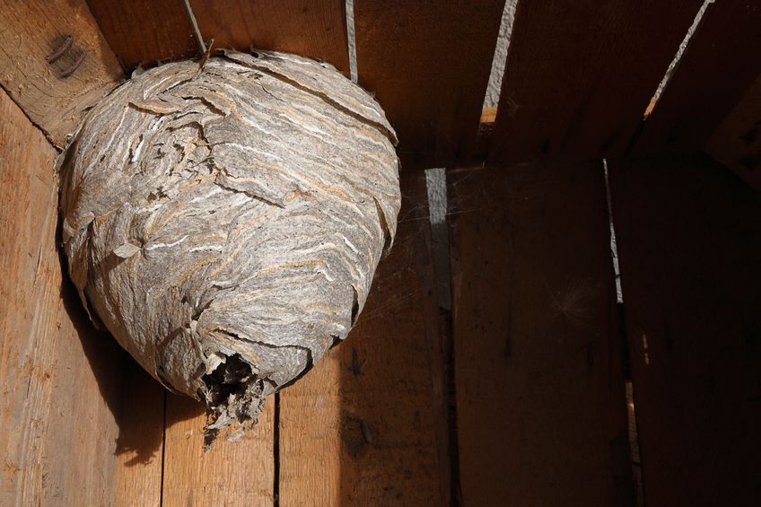 Hornet's Nest