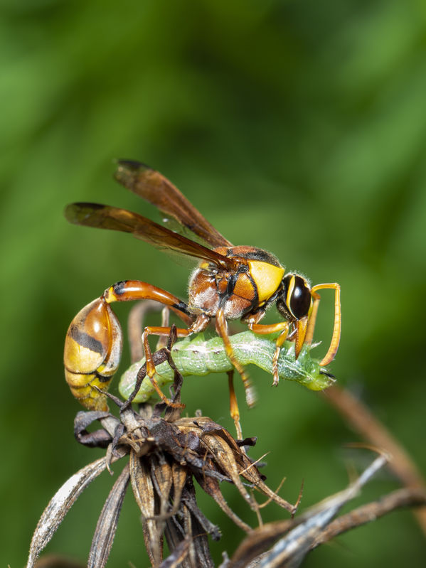 Wasp Eating