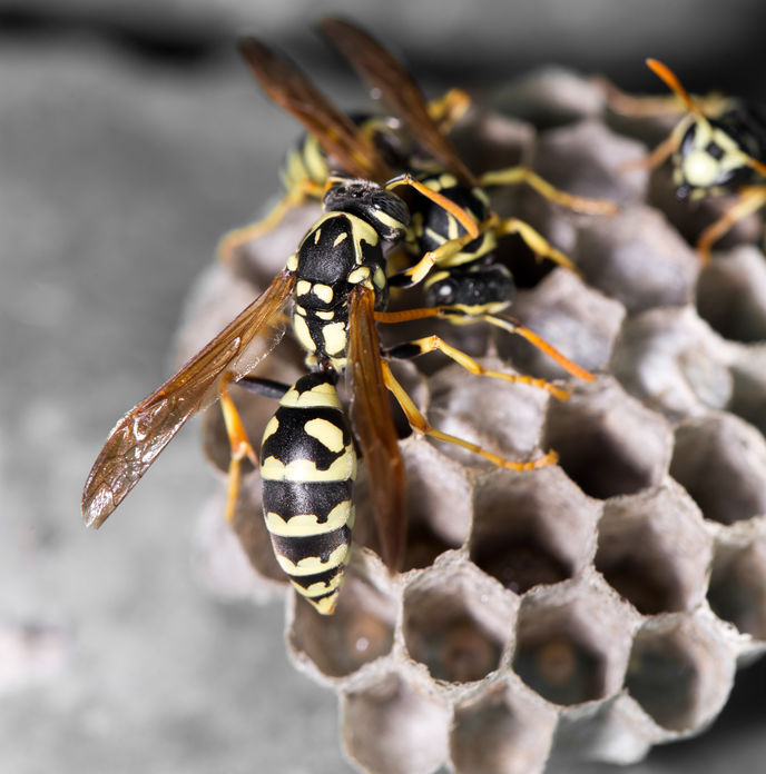 Wasp on Nest