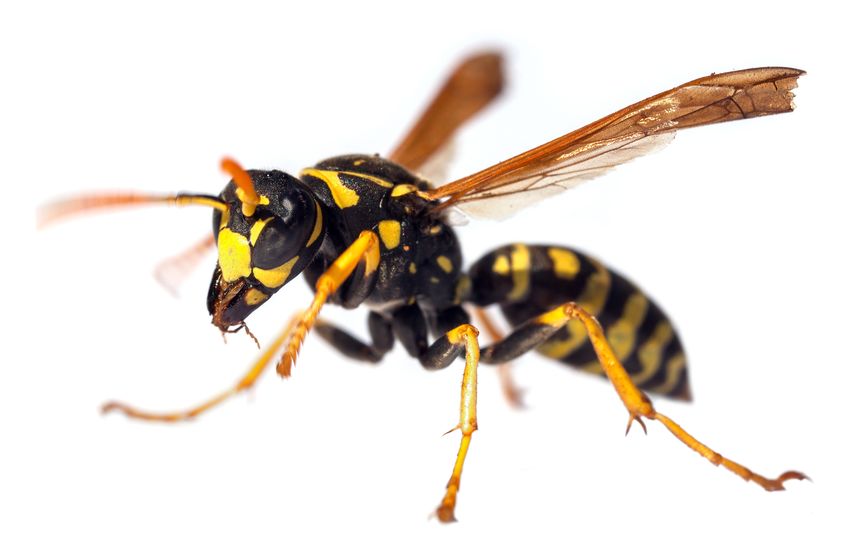 Yellowjacket closeup