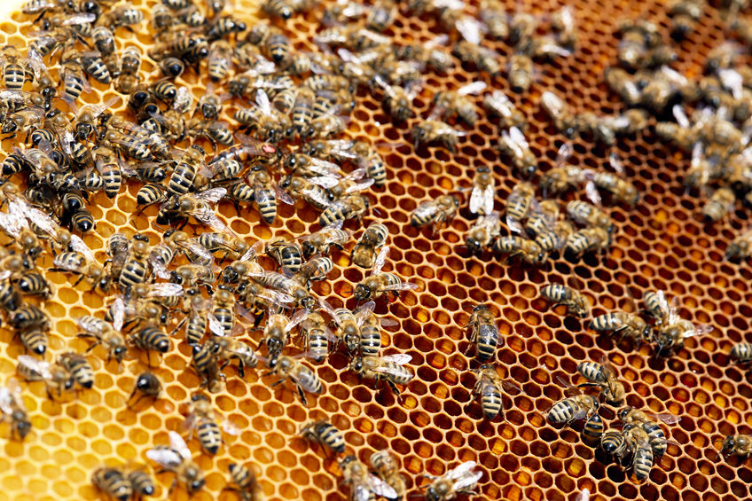 Bees on a honeycomb