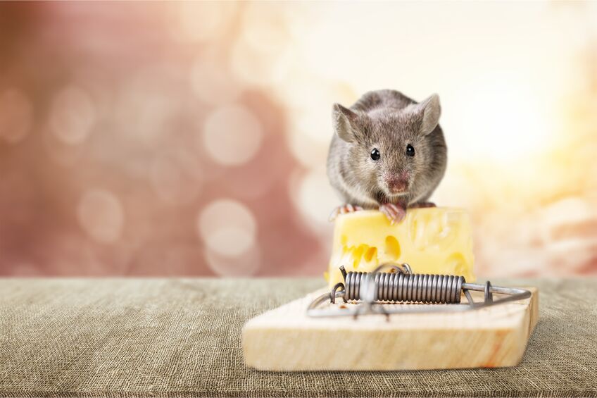 Mouse on trap with cheese