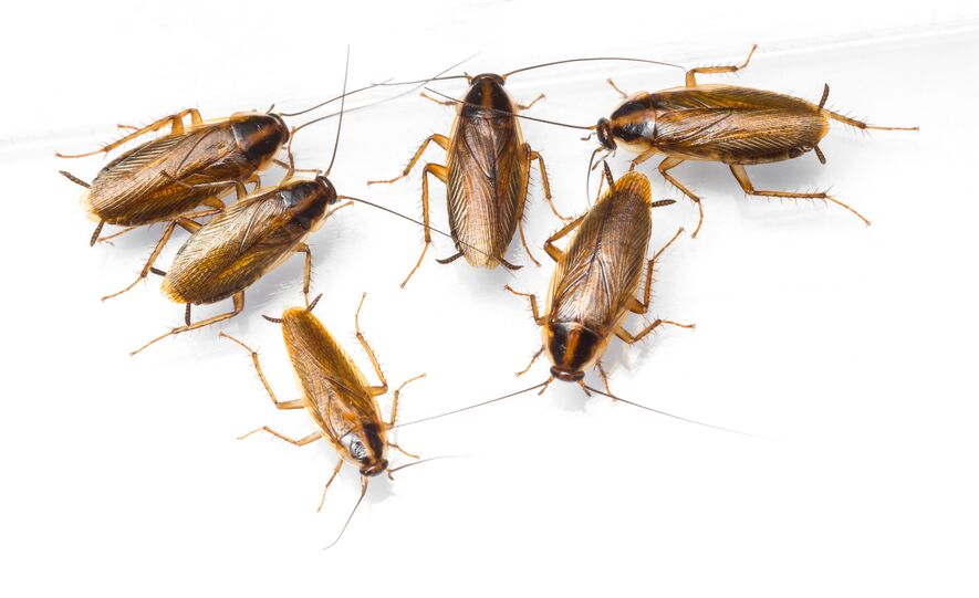 Several German Cockroaches Walking In a Group