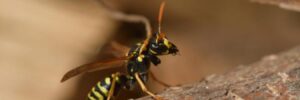 A Yellow Jacket Sits on a Piece of Wood