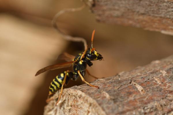 A Yellow Jacket Sits on a Piece of Wood