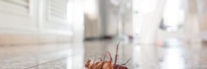 A dead roach sits on its back on a countertop