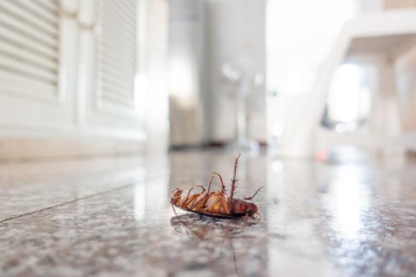 A dead roach sits on its back on a countertop