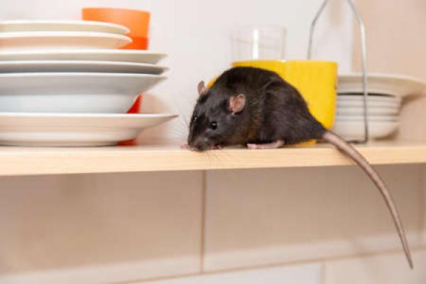 A rat crawls in a kitchen