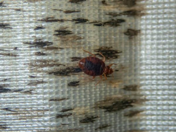 A bed bug sits on a stained mattress 