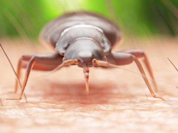 A 3D rendering of a bed bug on human skin