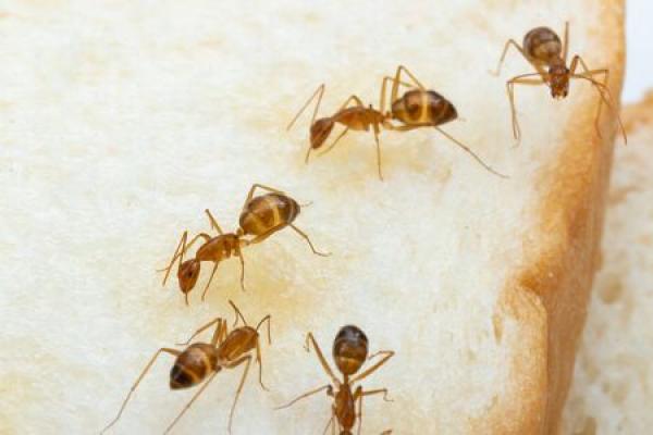 A group of carpenter ants close up