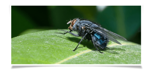 cluster fly extermination