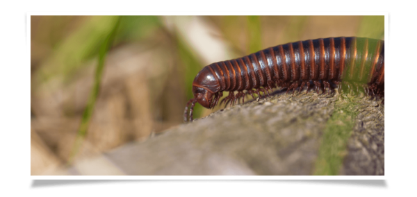 millipede extermination