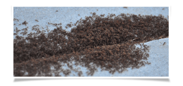 pavement ant extermination